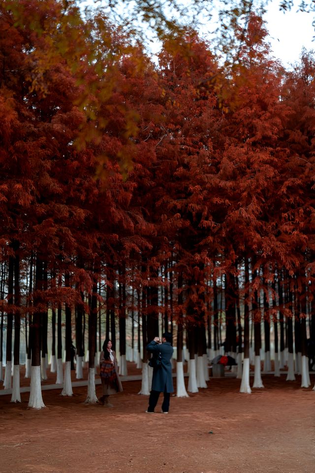 超美的長沙松雅湖紅杉林，你打卡了嗎？