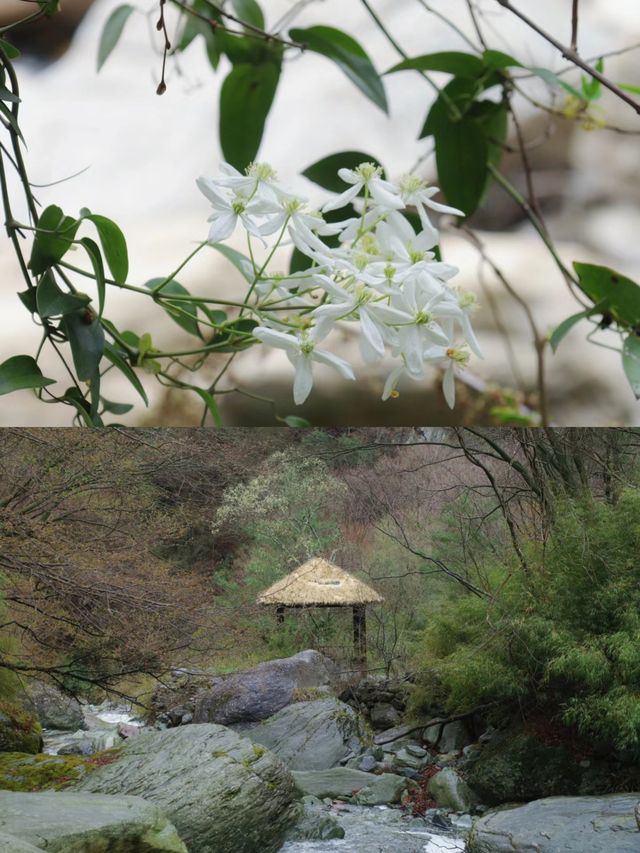 唐家河，一個讓人流連忘返的綠色天堂