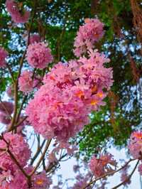 後海中心河公園｜紫花風鈴木盛開的冬天