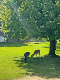 Explore Hampton Court Before Tulip Season Ends