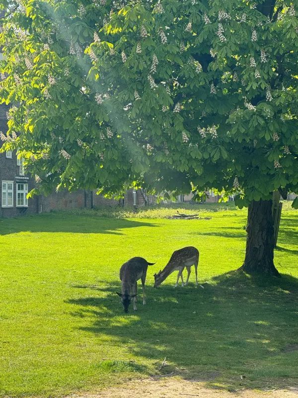 Explore Hampton Court Before Tulip Season Ends