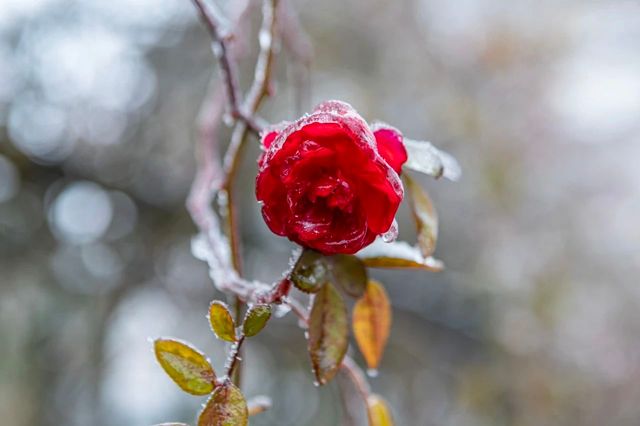 江津四面山下！雪！啦！
