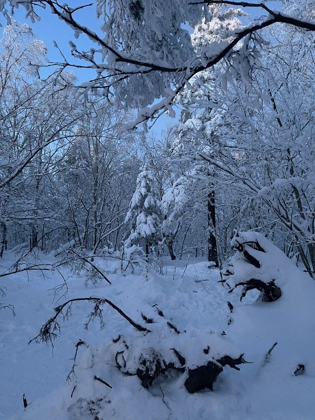 哈爾濱-雪鄉2日遊 揭秘必玩景點 玩轉冬日童話