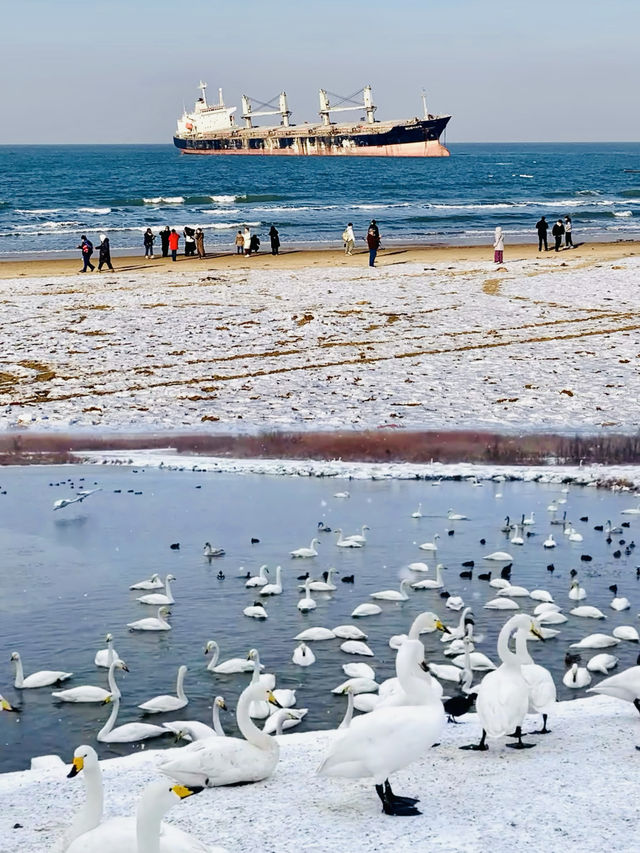 冬天的威海 我好喜歡