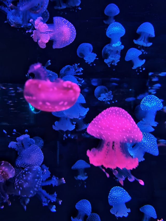 夜遊體驗大揭秘丨廣州海洋館的深海龍宮夜