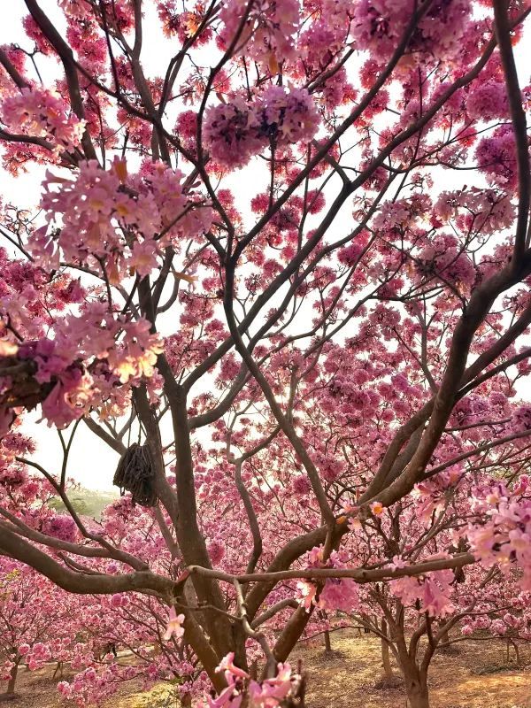 江門綠美生態園🌸 漫山遍野的紫風鈴花海，快來衝！