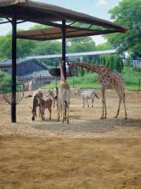 走進大連森林動物園，探索奇妙的動物世界！