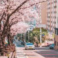 🌸首爾&釜山必去！七大絕美賞櫻拍照聖地