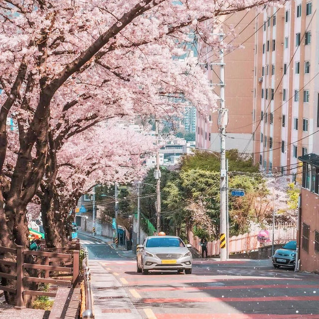 🌸首爾&釜山必去！七大絕美賞櫻拍照聖地