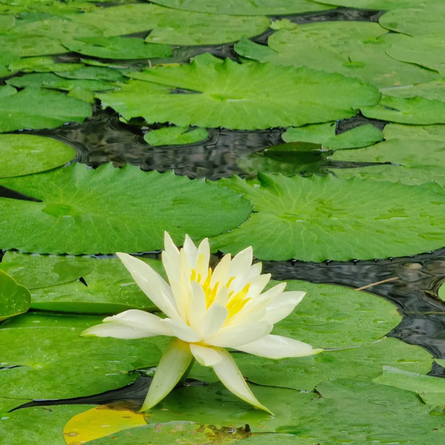 小眾浪漫 | 新界大埔慈山寺 感受心靈寧靜