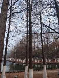 春和景明沙湖賞梅看平頭的606大廈