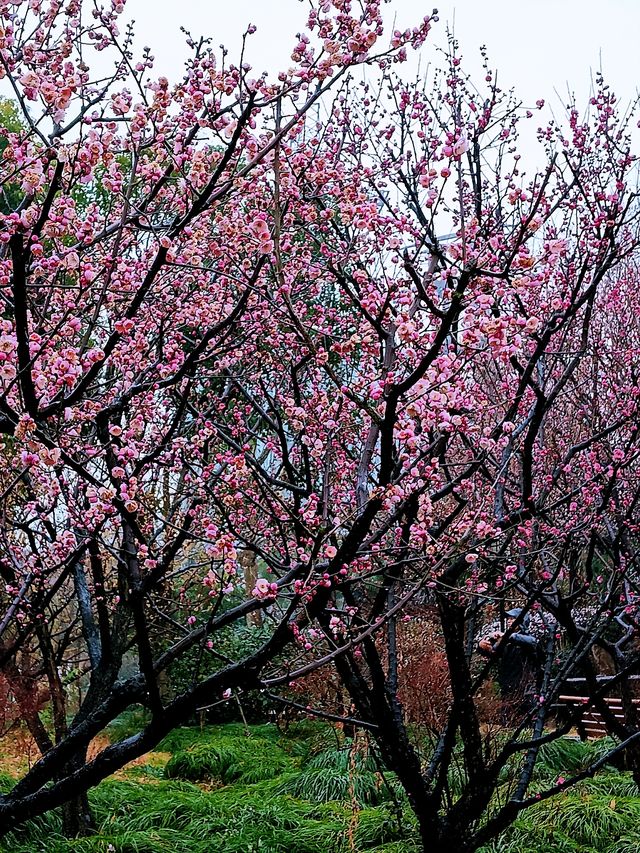 在真如公園遇見「梅」好—踏雨尋梅