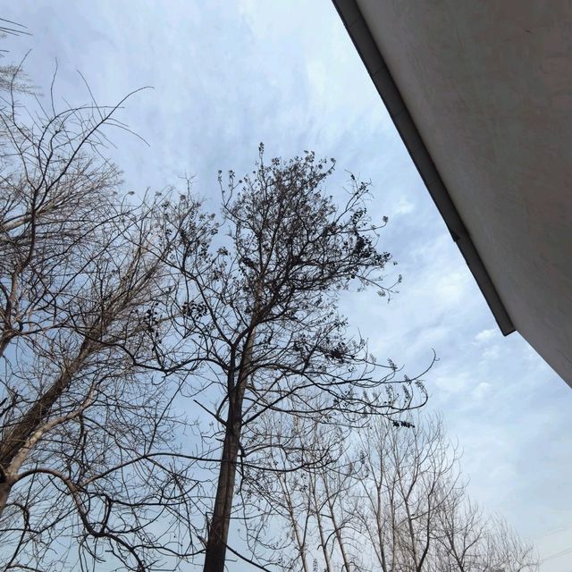 我的老家，春天里的麦田