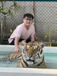跟奶爸環球旅行 | Tiger Kingdom 