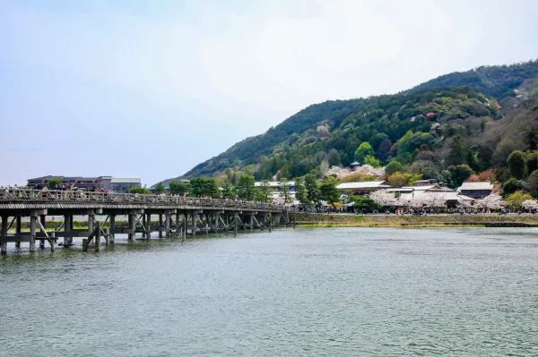 春の嵐山・渡月橋での桜体験