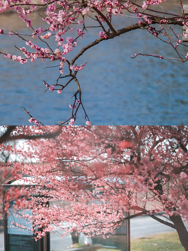 上海松江賞梅一日遊‖打卡避坑攻略