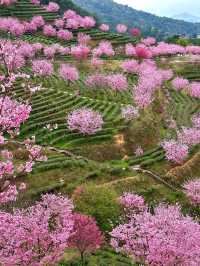 廣東梅州陰那山｜春日快奔赴一場浪漫花約
