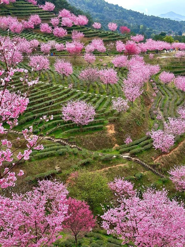 廣東梅州陰那山｜春日快奔赴一場浪漫花約