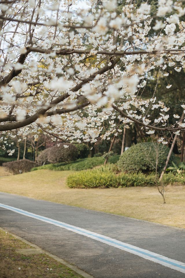 成都跟拍非遺博覽園櫻花含量99.9%