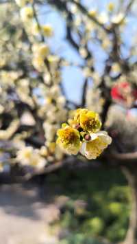 江南古典園林典範｜古猗園半日遊