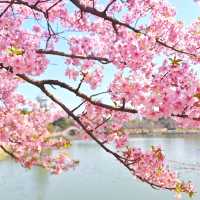 🌸市區寶藏賞櫻地 | 上海植物園