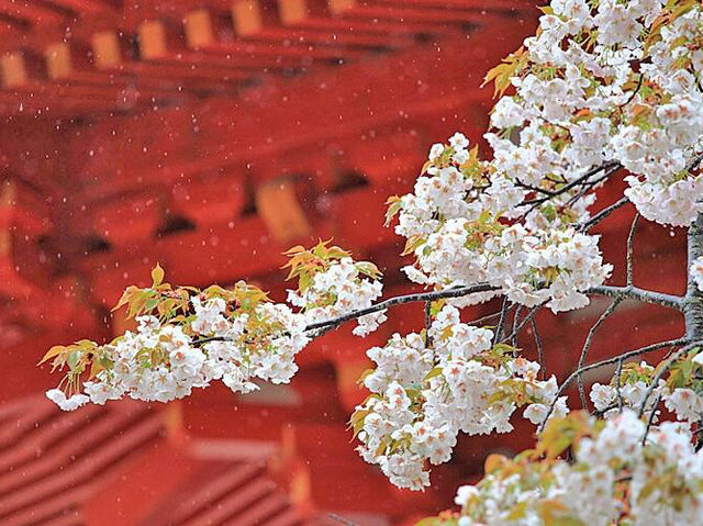 京都必逛！古老神社賀茂神社邂逅浪漫櫻花