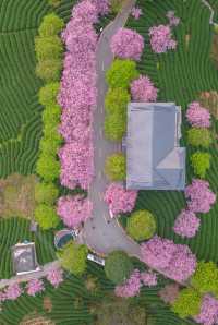 漳平永福櫻花園 | 福建的「櫻花小京都」