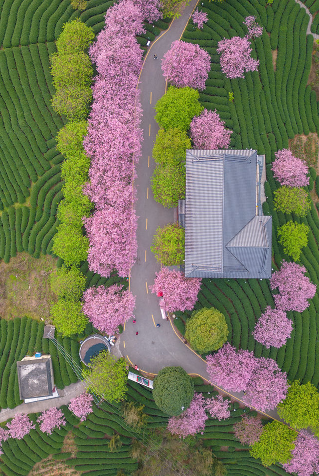 漳平永福櫻花園 | 福建的「櫻花小京都」