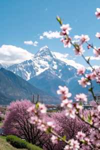 林芝桃花盛放！雪山花海美得令人窒息