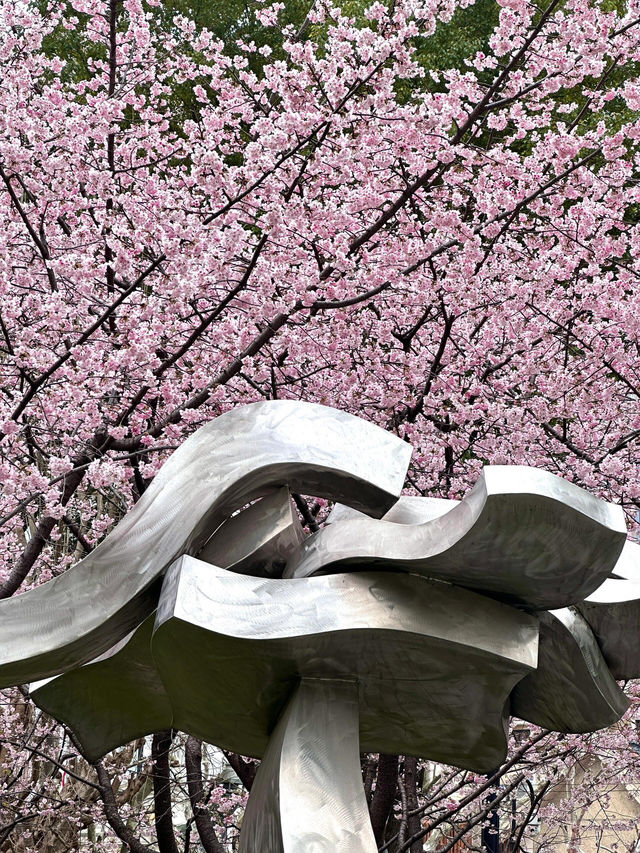 上海市區｜靜安雕塑公園的早櫻已經開咗！