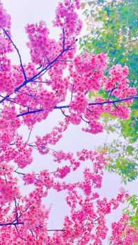 武漢櫻花季，哪些隱藏賞櫻地值得發掘？