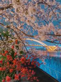 🌸上海櫻花必打卡路線