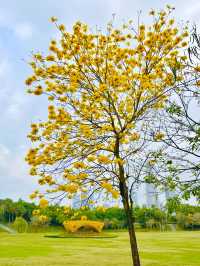 Shenzhen Bay Park: A Springtime Symphony of Yellow Blossom