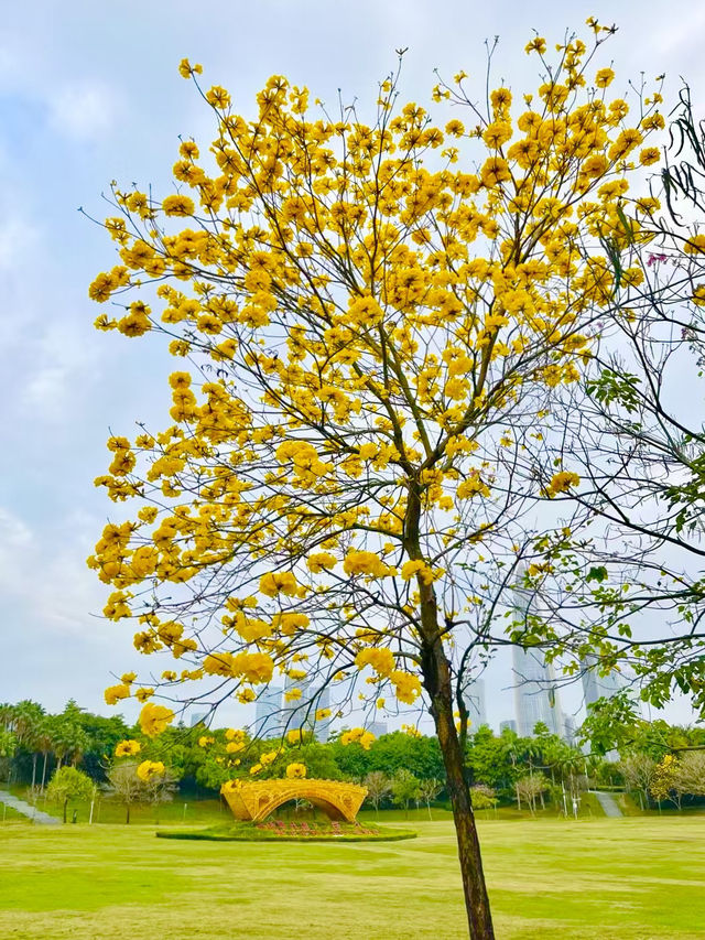 Shenzhen Bay Park: A Springtime Symphony of Yellow Blossom