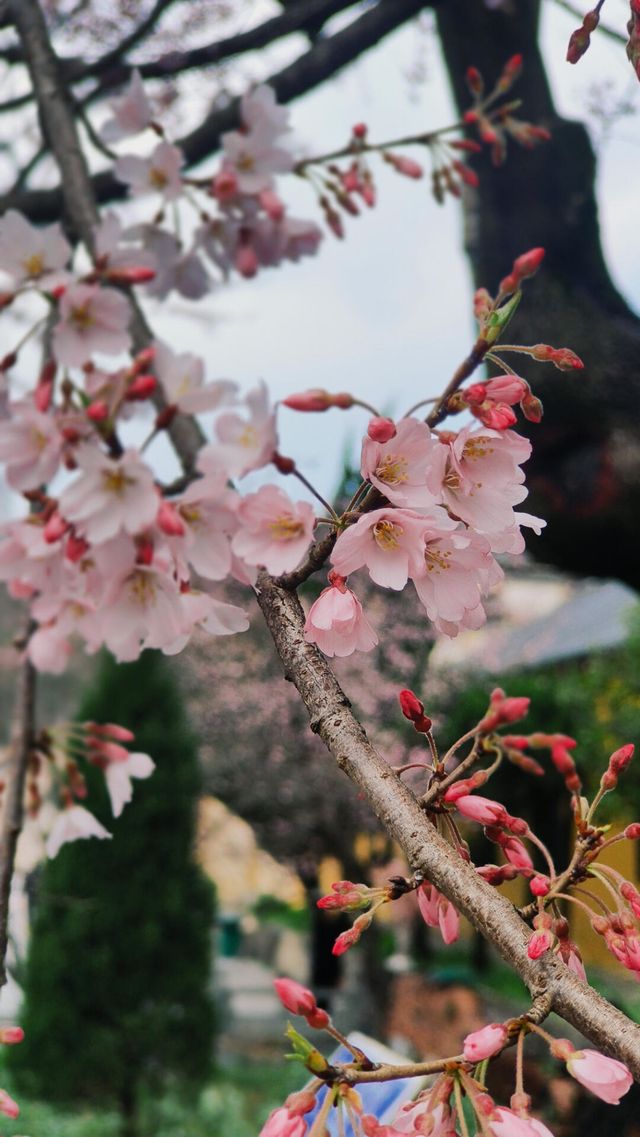 安徽省宣城市溪口鎮【五百年櫻花·禪意如雪】