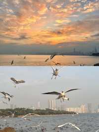 深圳灣公園歡樂海岸 | 寶藏玩法
