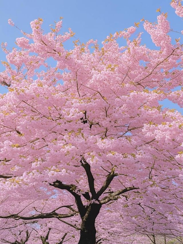 上海春日浮光錄｜18處花影敘事詩