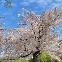 🔥九州櫻花季3.20-4.10，錯過等一年！