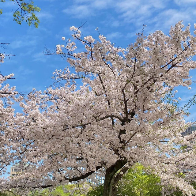 🔥九州櫻花季3.20-4.10，錯過等一年！