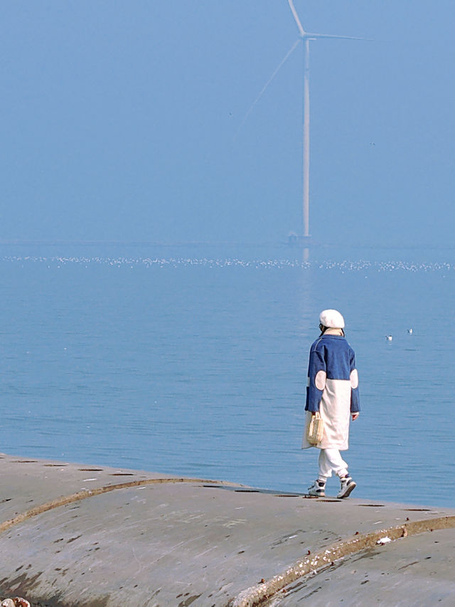 天津免費觀賞海鷗｜東疆親海公園超詳細攻略