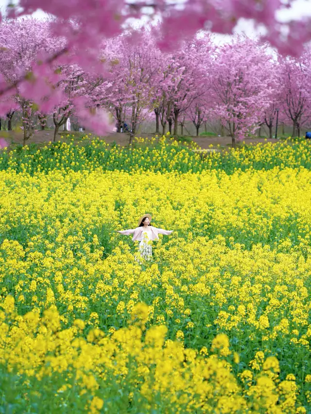 Spring Flower Viewing | Cherry Blossoms and Rapeseed Flowers in Full Bloom