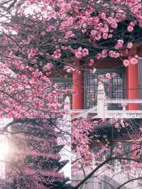 合肥‖3－4月淡季來真的很香，人少景美！