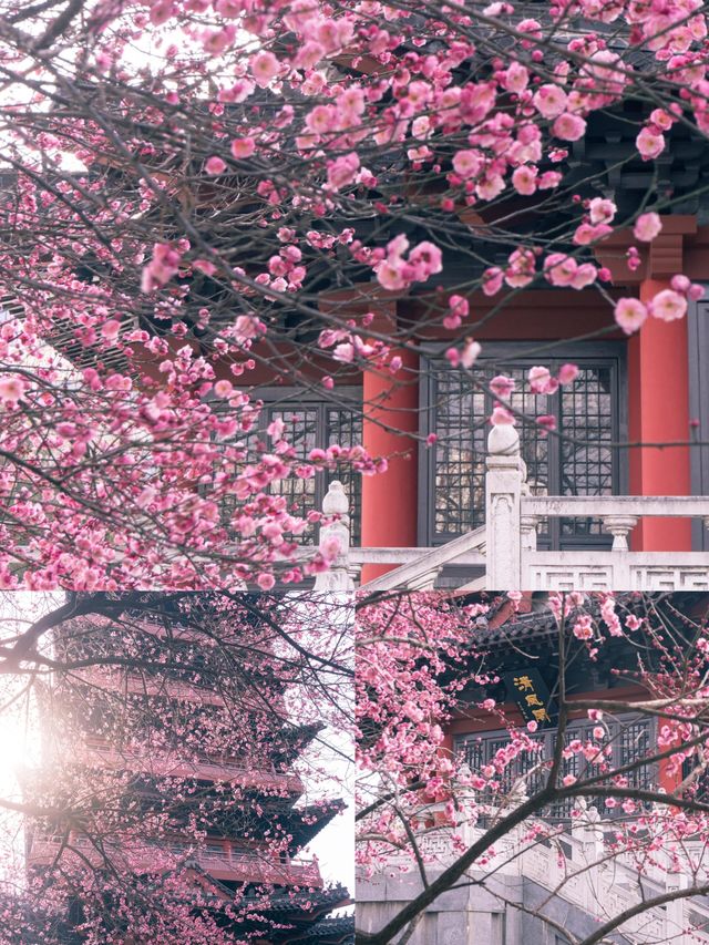 合肥‖3－4月淡季來真的很香，人少景美！