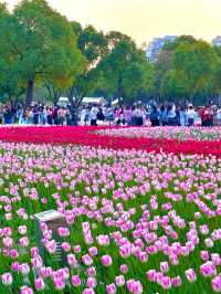 鬱金香花海真係好靚！建議傍晚再去