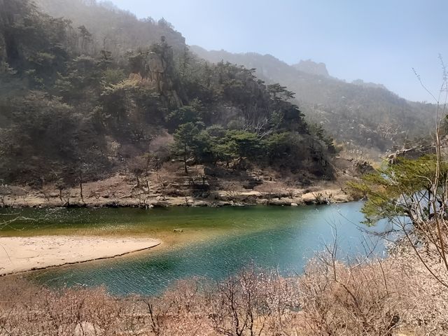 是青島！花開好了！一邊看海一邊賞花