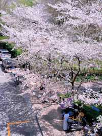 上海開往春天的列車🌸盛放附機位攻略