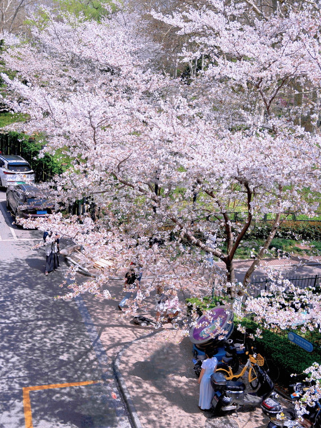 上海開往春天的列車🌸盛放附機位攻略