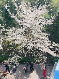 今日賞櫻必到｜虹口足球場櫻花季限定浪漫！
