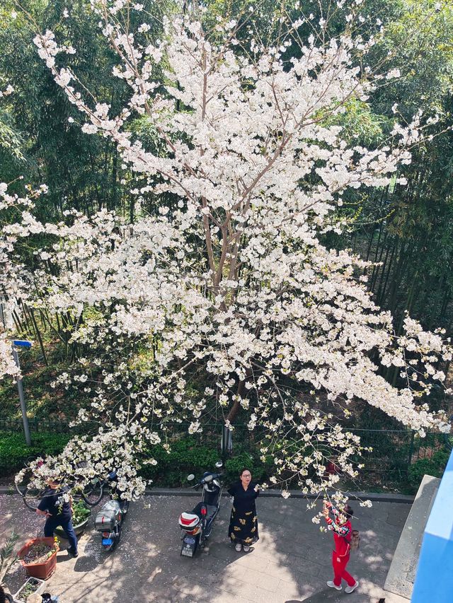 今日賞櫻必到｜虹口足球場櫻花季限定浪漫！
