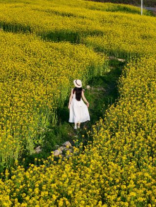 봄날의 가장 아름다운 문구는 모두 항저우의 이 황금빛 속에 숨겨져 있습니다.